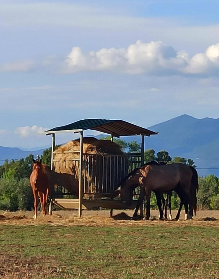 Podere Il Giurato Fauglia Buitenkant foto
